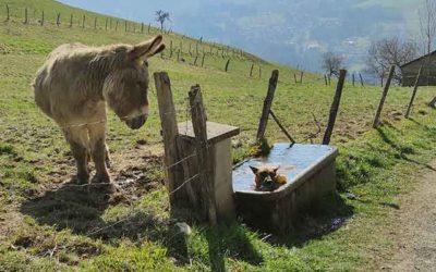 A quel age peut-on « faire confiance » à son chien ?